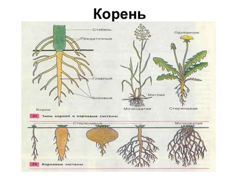 Общее знакомство с цветковыми растениями - online presentation