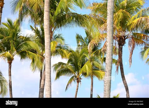 Cocos Nucifera Coconut Palm Tree Tops Against Clear Blue Sky In A