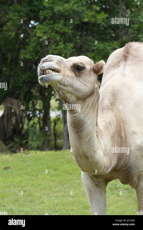 A Bactrian Camel Camelus Bactrianus Feeding In A Zoo Stock Photo Alamy