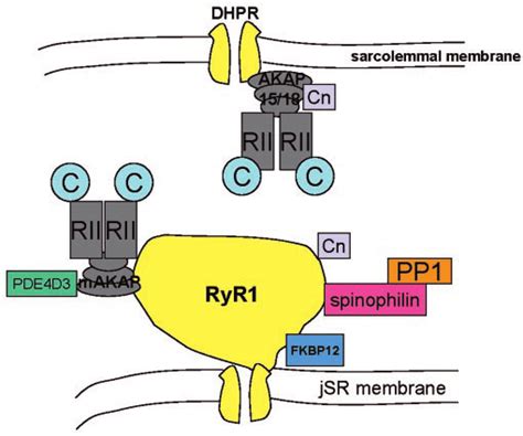 Schematic Of The T Tubule Junctional Sarcoplasmic Reticulum Cn