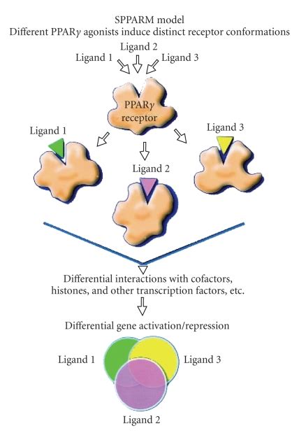 Selective PPARγ modulator SPPARγM model of PPARγ ligand action PPARγ