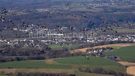 Luftaufnahme Hennef Sieg Schwarm Wildg Nse Ber Hennef Sieg Im