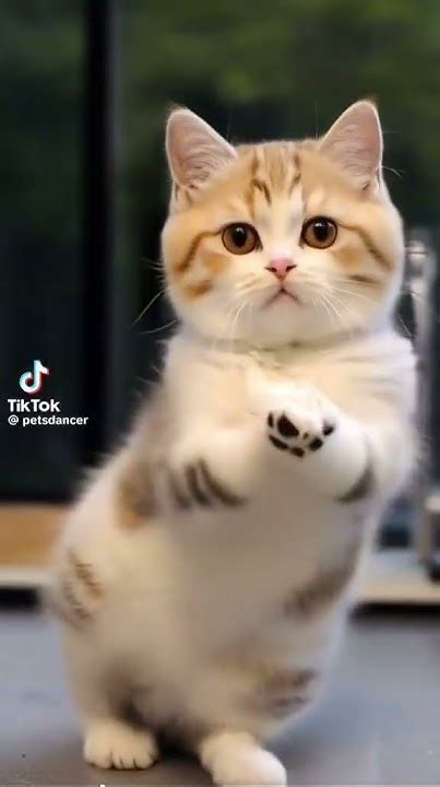 Cute Cat Dance Cat Dance Youtube