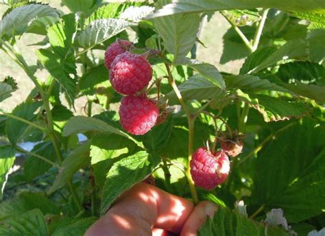 Raspberries Are Growing On The Bush With Green Leaves