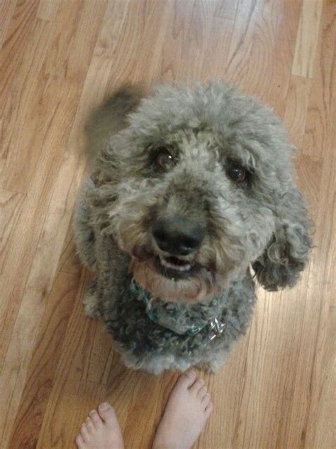 Daisy Maye My Australian Labradoodle Begging For Her Treat