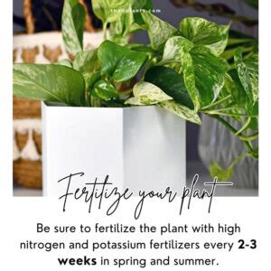 Tips On How To Grow Pothos Faster