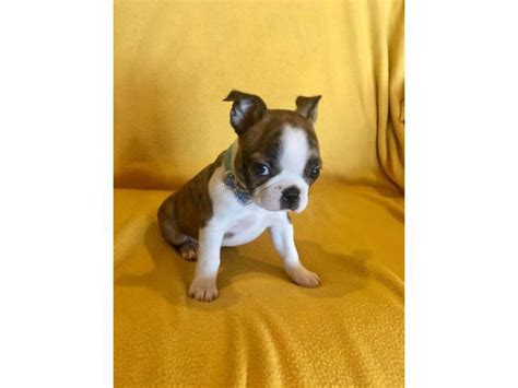 Two Male AKC Boston Terrier puppies looking for loving home San Antonio ...