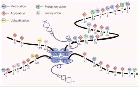 组蛋白修饰深度解析功能与分布位点全览