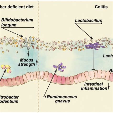 Pdf Fight Them Or Feed Them How The Intestinal Mucus Layer Manages