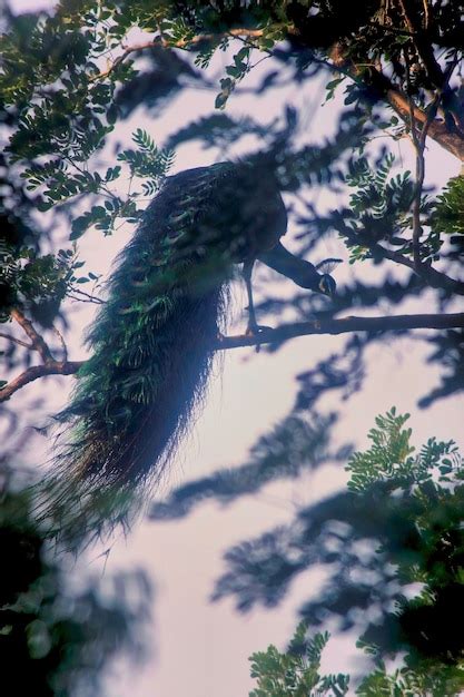 Premium Photo Low Angle View Of Pine Tree Branch And Peafowl