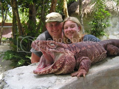 Gorgeous Red Tegu : r/Tegu