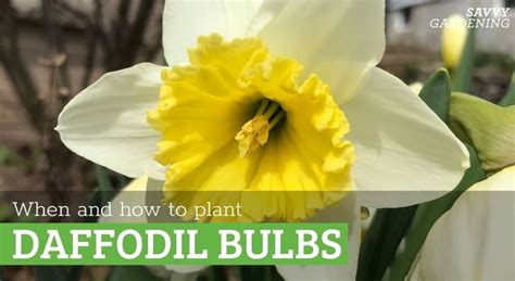 When To Plant Daffodil Bulbs Plan For Spring Flowers In The Fall