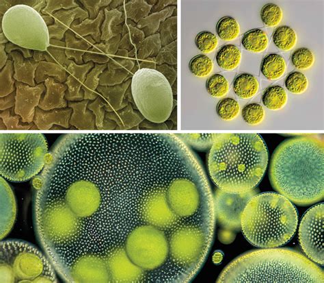 Multicellular Organisms Examples