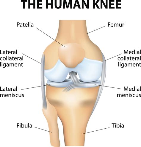 Complex Tear Of Medial Meniscus - All You Need Infos