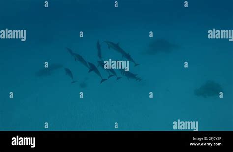 Clymene dolphin Stock Videos & Footage - HD and 4K Video Clips - Alamy