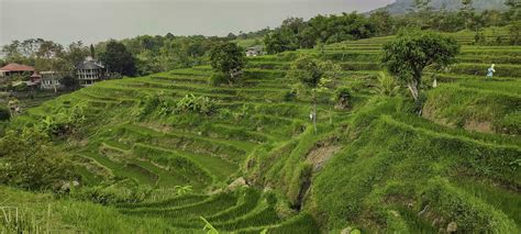 Green landscape terraces of rice fields in Indonesia 26714132 Stock ...