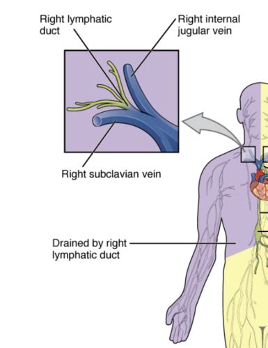 Chapter Lymphatic System Objectives Flashcards Quizlet