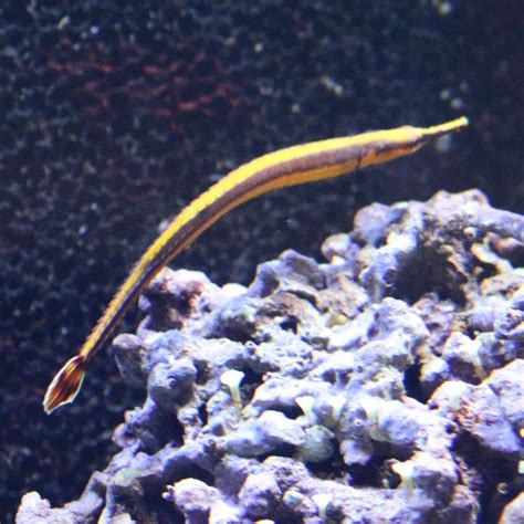 Blue Striped Pipefish