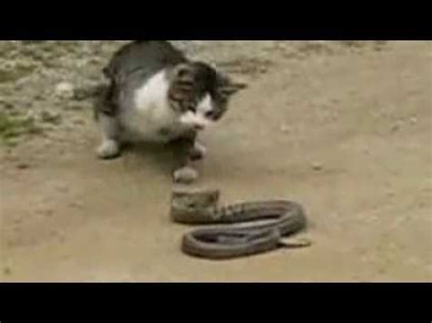 Кошка против змеи - YouTube