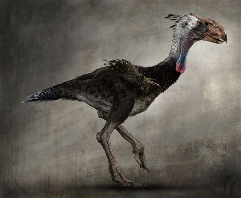 The Terror Birds are birds that appeared in the 2008 film, 10,000 B.C. It appears to be just ...