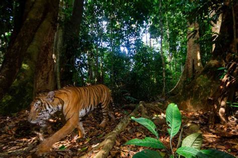 La Rara Foto Di Una Delle Ultime Tigri Della Malesia Speranza E