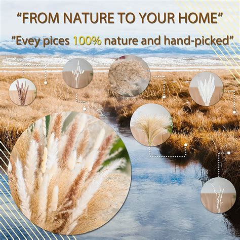 Buy Sytle Carry 80PCS Natural Dried Pampas Grass Bouquet Boho Home