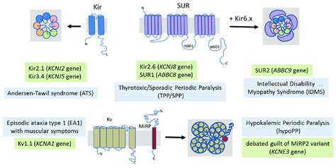 A Schematic Representation Of The Potassium Channels Involved In