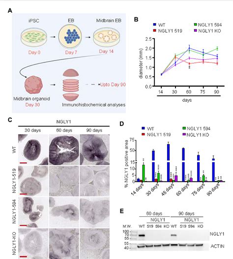 Figure 1 From Generation And Characterization Of Ngly1 Patient Derived