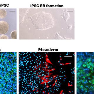 The Identification Of Stemness Genes From Different Ipsc Lines For The