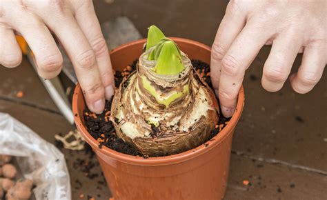 Amaryllis Pflege Fahrplan F Rs Ganze Jahr Mein Sch Ner Garten