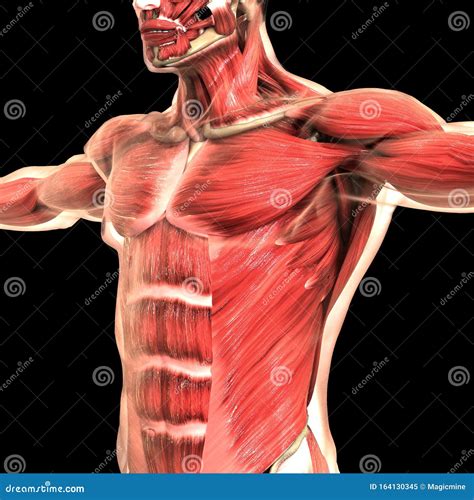 I Muscoli Fanno Parte Dell Anatomia Del Sistema Muscolare Del Corpo