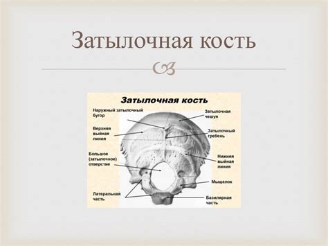 Скелет головы - презентация онлайн