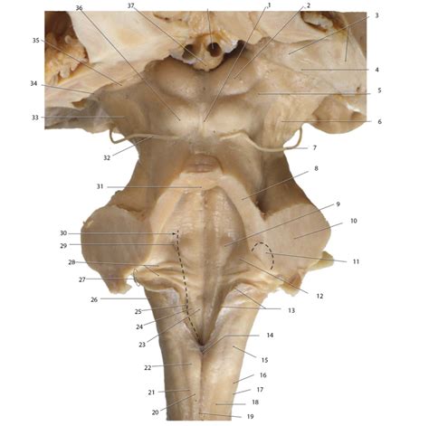 External Morphology Dorsal Brainstem Diagram Quizlet