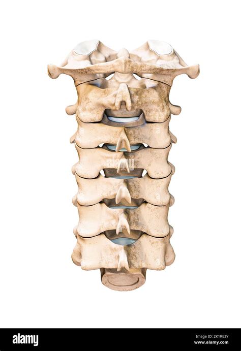 Cervical Vertebrae Anatomy Unlabeled