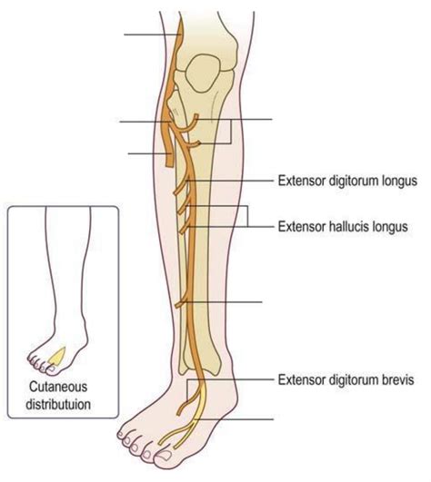 Diagram Of Nerve Supply To Anterior Compartment Of Leg Quizlet