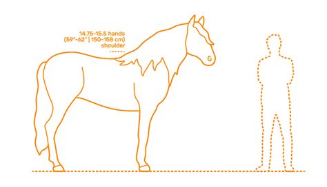 Horses | Horse Breeds Dimensions & Drawings | Dimensions.com