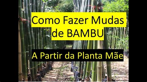 Como Fazer Mudas De Bambu A Partir Da Planta M E Youtube