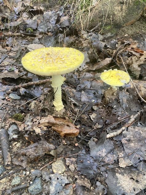 The Hidden Kingdom Of Fungi An Autumn Mushroom Walk With Keith