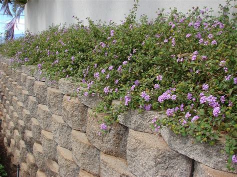 Trailing Lantana - Lantana montevidensis | North Carolina Extension Gardener Plant Toolbox