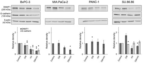 Ijms Free Full Text Dna Methylation Mediates Emt Gene Expression In