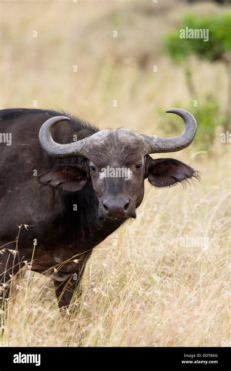 Buffalo In The Masai Mara Stock Photo Alamy