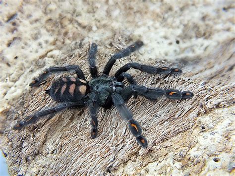 Psalmopoeus Irminia Samiec 3dc 6cm SPF Shop