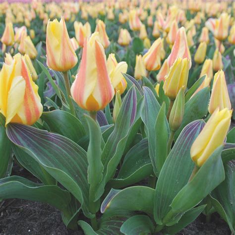 Tulip Miskodeed Bulbs