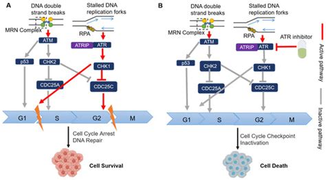 Pharmaceutics Free Full Text Unleashing The Power Of Synthetic