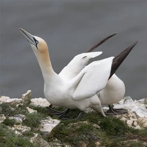 Northern Gannet By Niall Ferguson Birdguides