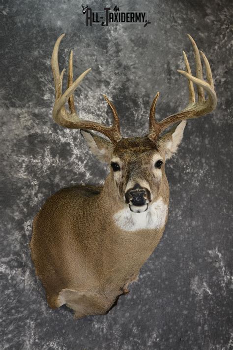 Whitetail Deer 10 Point Taxidermy Shoulder Mount For Sale Sku 1907