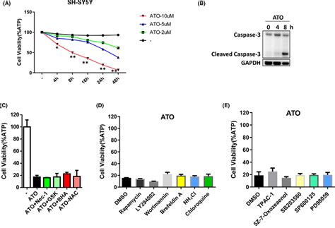 Arsenic Trioxide Ato Can Induce Apoptosis In Sh‐sy5y Cells And