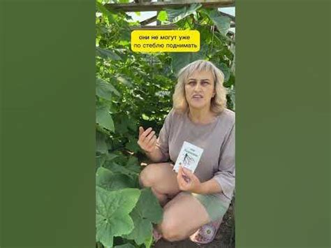 Маленький секрет большого урожая. Огурцы будут расти как на дрожжах ...