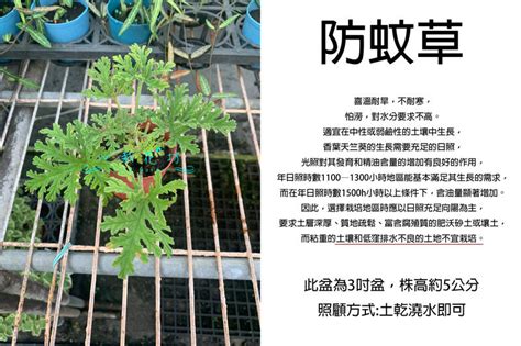 心栽花坊 缺 防蚊草 驅蚊草 3吋 期間限定 香料香草植物 綠化環境 售價50特價40 露天市集 全台最大的網路購物市集