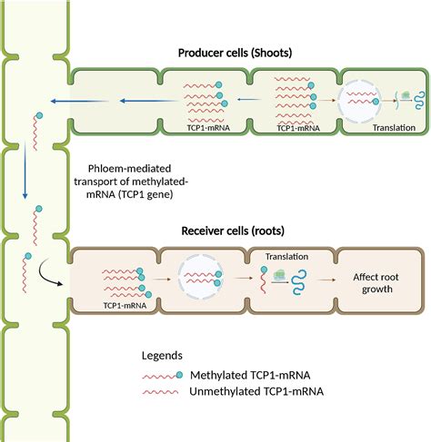 Frontiers RNA Methylation In Plants An Overview